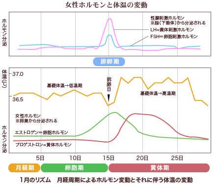 女性ホルモンのバランスには○○○○チェック！