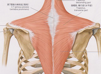 頭痛 顔面痛 首肩こりの僧帽筋